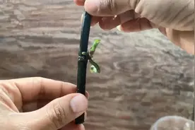 开败的蝴蝶兰桔梗不要扔，用西红柿帮助它生根发芽，一盆变多盆