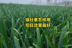 矮壮素怎样用，控旺效果好