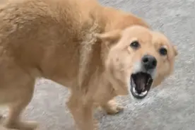 盘点主人回家时狗狗们的反应，这大概就是人养狗的原因！