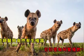 雌性斑鬣狗竟然有生殖器你敢相信吗？雌雄难辨的它们是如何繁殖？