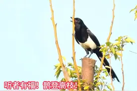 清晨听到吉祥鸟喜鹊的叫声，福运到，好事到，快来听听！