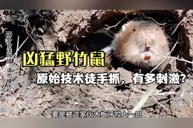 荒野狩猎，用原始技术抓只野生大竹鼠有多刺激？视频封面