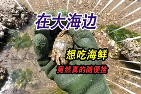 大海边上如果想吃海鲜，竟然真的可以海边捡，今晚能美美吃一顿了视频封面