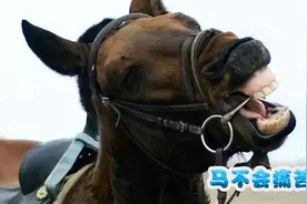 为什么马嘴要套上马嚼子？马不会痛苦吗？其实是为了马好