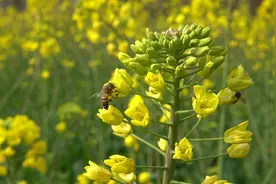你知道一只蜜蜂能活多久吗