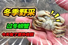冬季抓鱼气温回升冰层融化，偶然遇到冬眠的河蟹，这次收货有点多视频封面