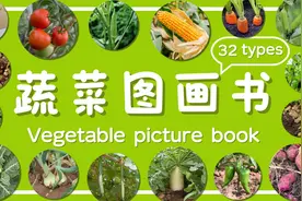蔬菜图画书｜32种蔬菜