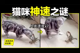 猫的反应速度是人类七倍？为什么说猫能看到子弹时间？视频封面