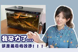 养鱼近况分享一：适合新手的米家智能鱼缸？使用一年后我开始摆烂