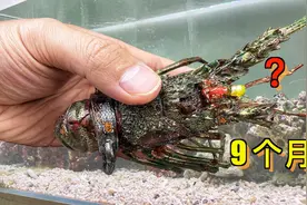 在鱼缸里饲养小青龙9个月，它们现在怎么样了？视频封面