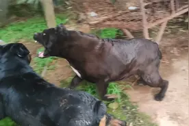 卡斯罗犬忍无可忍表情逐渐狰狞，展开反击视频封面