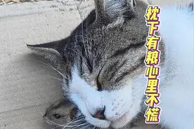 枕下有粮，心里不慌视频封面