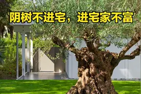 老祖宗说“阴树不进宅，进宅家不富”，下面5种阴树，你家有吗？