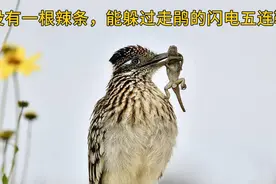 没有一根辣条，能躲过走鹃的闪电五连鞭视频封面