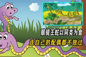 眼镜王蛇以同类为食，连自己的配偶都不放过？它们为何如此凶残？视频封面