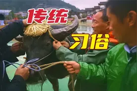 原来这才是更有意义的斗牛习俗