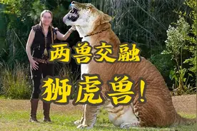 两兽交融：狮子与老虎跨物种交配生下“狮虎兽”。