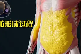脂肪究竟是如何形成的？肚腩上的赘肉怎么这么快又增加了一层!