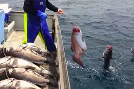 国外专业捕鱼船，用上万个鱼钩组成延绳钓自动收鱼，让大家见识下视频封面