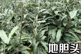 广东常见一种草，人称地胆头，其根部用于煲鸭汤，汤清香美味，掂