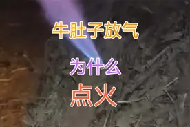 给牛肚子放气，为什么要点火？
