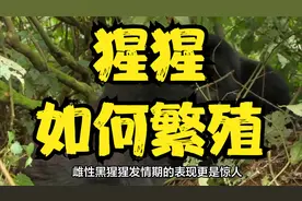 猩猩是如何繁殖的