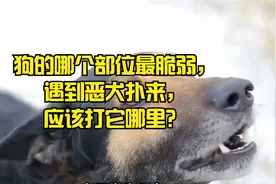 狗的哪个部位最脆弱，遇到恶犬扑来，应该打它哪里？视频封面