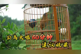 公画眉鸟大叫，原声原版，大唱60分钟，建议收藏！