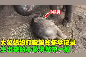 大象妈妈怀孕26个月终于产下小象，刚生下的小象就有1米高！视频封面