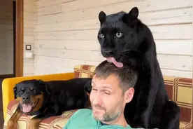 太逗了！小黑豹舔男主人，粗糙的舌头堪比刮痧，爸爸疼的翻白眼了