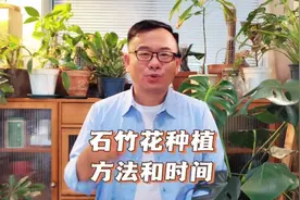 石竹种植方法和时间：6件事做到位，五彩缤纷，整齐开花大半年