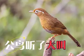 公画眉鸟大唱60分钟！