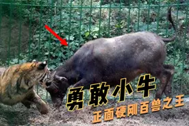 小牛被送进虎园，不甘心被吃，正面和老虎硬碰硬！视频封面