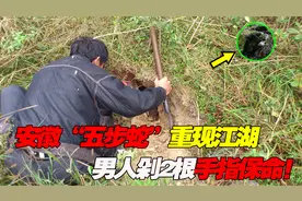 安徽“五步蛇”重现江湖！男人被咬剁2根手指保命，专家：真男人视频封面