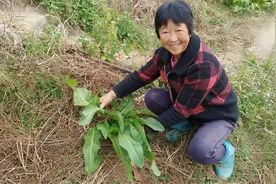 农村的野菠菜又叫牛大黄，割回家炒辣椒酸酸辣辣真下饭，你吃过吗