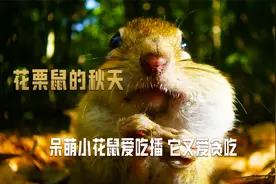 花栗鼠的秋天：呆萌小花鼠爱吃播，它又爱贪吃。视频封面