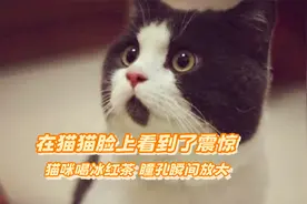 第一次在猫猫脸上看到了震惊，猫咪喝冰红茶，瞳孔瞬间放大