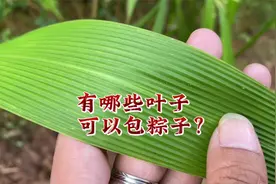 8种可以包粽子的叶子，看看你认识几种？最后一种很多人没见过视频封面