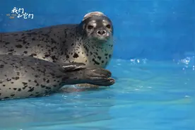 泪目！人工饲养的斑海豹就要回归大海 一游三回头 惜别饲养员爸爸视频封面