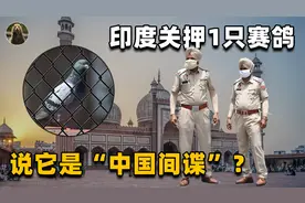 印度抓到一只“中国间谍”鸽，关押8个月后无罪释放：冤枉鸽子了视频封面