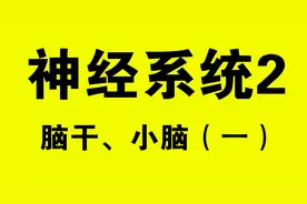 人体解剖学，神经系统2：脑干、小脑（一）