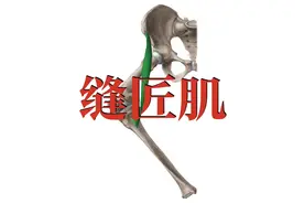 肌肉功能解剖｜缝匠肌