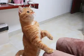 黏人小猫的欲擒故纵，叫声也太奶了吧！