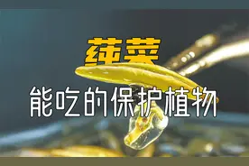 这是唯一能吃的国家一级保护植物，但你在野外千万不要随意采摘！