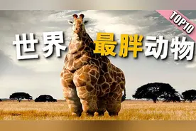 全世界最胖的10只动物，每一只都重如泰山，第一名成为世界明星