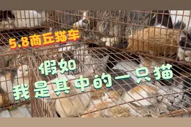 如果你还不清楚伴侣动物和家畜家禽的区别，那你多余看这条视频