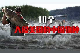 入侵美国的10大中国物种有哪些？亚洲鲤鱼榜上有名，其他还有啥视频封面