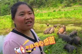 胖妹为粉丝选礼物，进山定40一斤的跑山猪，以表达自己的感激之情