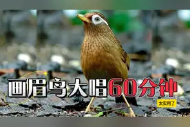 母画眉鸟叫声，大唱60分钟，值得收藏欣赏！