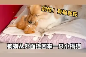 狗狗从外面捡回一只小橘猫，自己当起奶爸，把猫咪照顾得无微不至视频封面